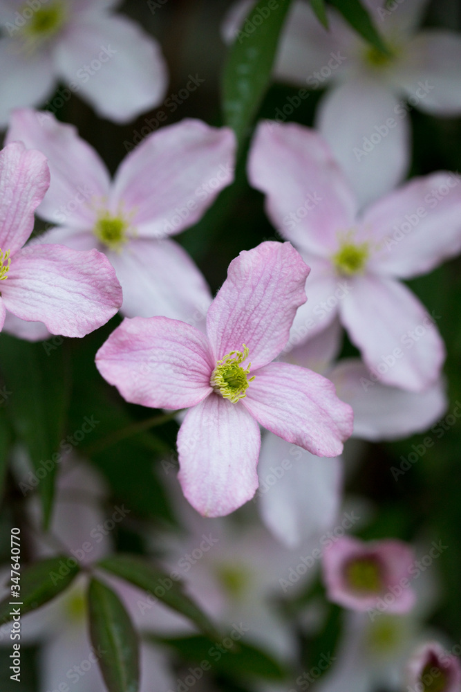 Clematis montana in flower Clematis montana in flower