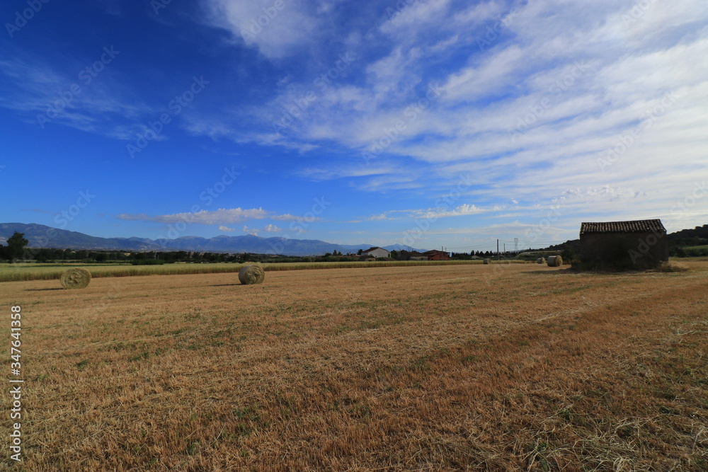Fototapeta premium Campi di grano