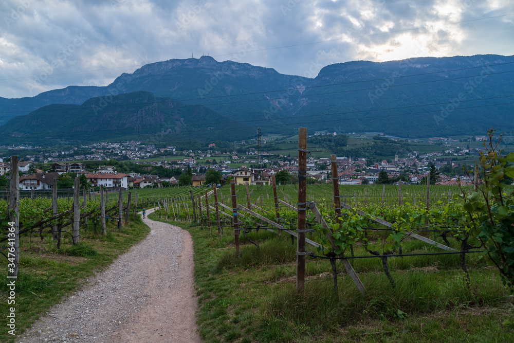 Paths in the orchards of Appiano in Italian South Tyrol
