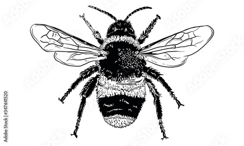 Hand Drawn Vector Illustration of a Bee, Isolated on a White Background. Hand Drawn Insect Illustration for Greeting Card, Social Media or Poster.