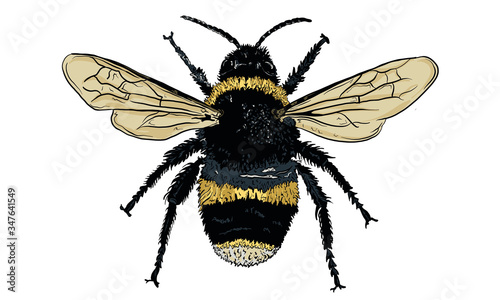Hand Drawn Vector Illustration of a Bee, Isolated on a White Background. Hand Drawn Insect Illustration for Greeting Card, Social Media or Poster. © Cool Hand Creative