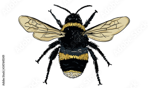 Hand Drawn Vector Illustration of a Bee, Isolated on a White Background. Hand Drawn Insect Illustration for Greeting Card, Social Media or Poster.