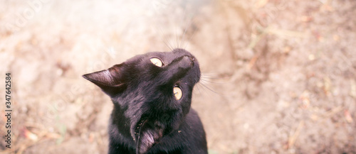 Black cat with yellow eyes portrait