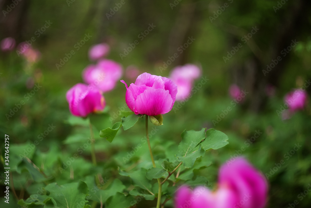 Wild pink peonies bloom in the spring in the forest.
