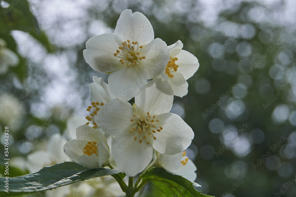 Obraz premium The first day of summer. Blossoms jasmine bush.