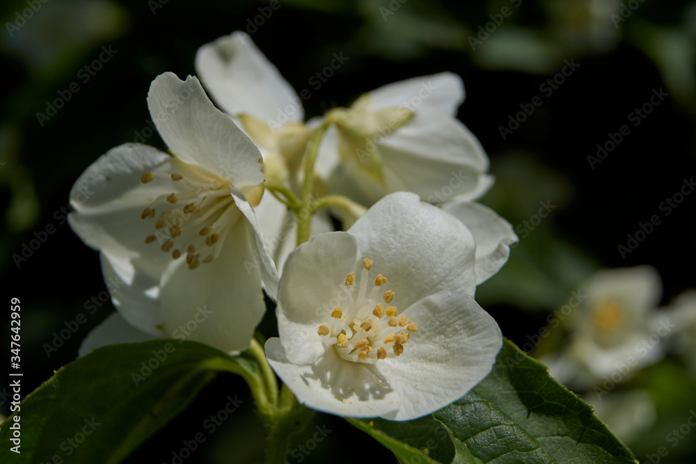 The first day of summer. Blossoms jasmine bush. The first day of summer. Blossoms jasmine bush.