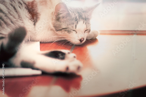 Cat sleeping on a table