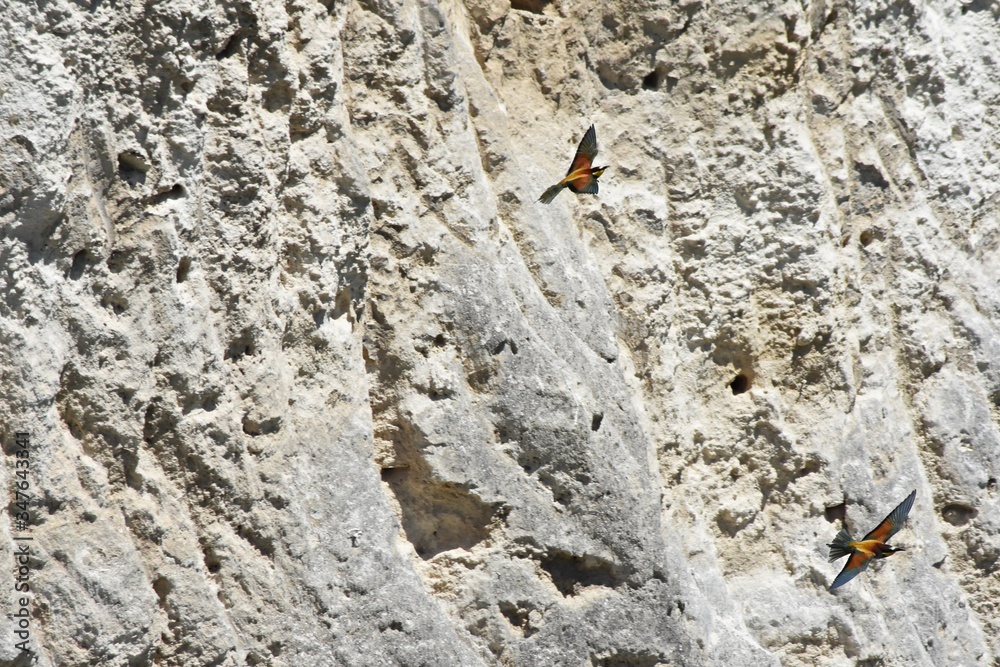 Gruccioni in volo - Merops Apiaster - Bee Eater