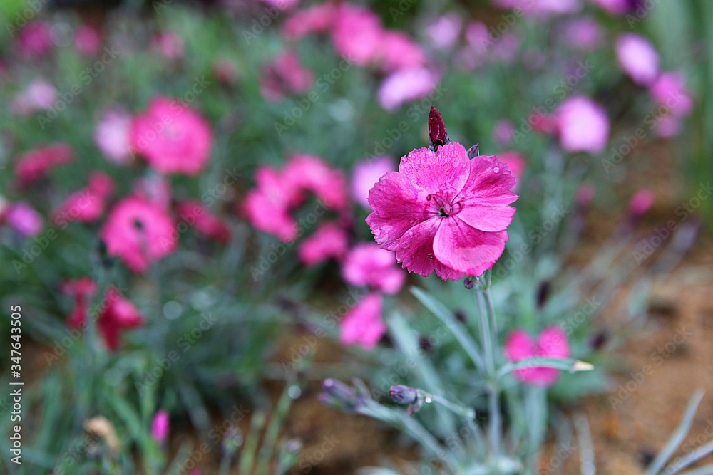 Fototapeta premium 한국 인천시 남동구 인천대공원 입니다