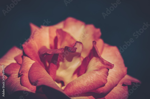 Rose Closed up; Vintage Style; Background or texture