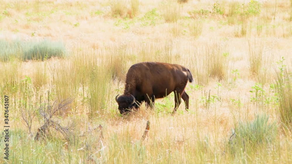 One single female bison side view grazing on grass eating on Antelope Island State Park near Great Salt Lake City in Utah, USA One single female bison side view grazing on grass eating on Antelope Island State Park near Great Salt Lake City in Utah, USA