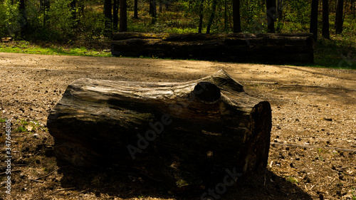 
Tree trunk and View of the Sokolich and Olsztyn nature reserve. Free space for an inscription photo