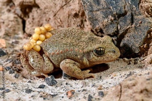 Geburtshelferkröte (Alytes obstetricans) - Common midwife toad  photo