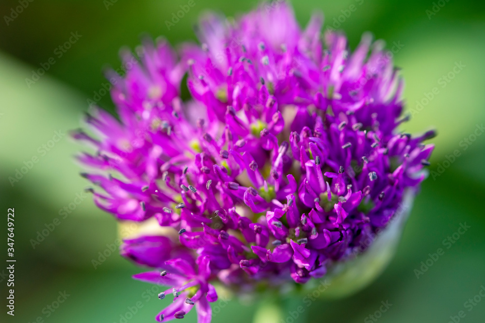 Purple onion flowers in the garden Purple onion flowers in the garden