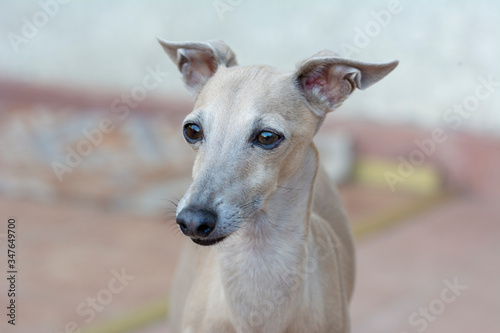 Portrait of an italian greyhound up close