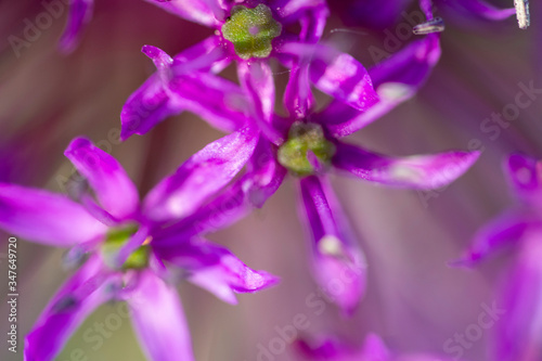 Purple onion flowers in the garden © candreea