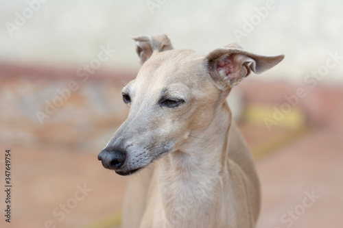 Portrait of an italian greyhound up close