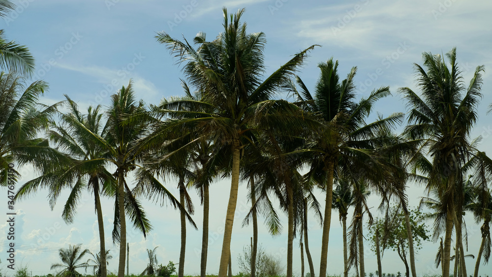 Obraz premium Coconut trees under blue sky