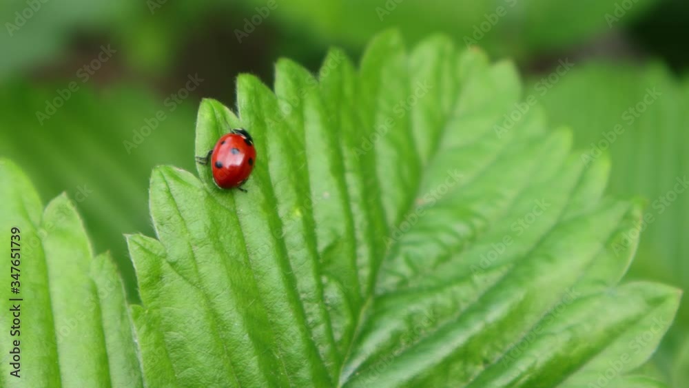 Ladybug, macro video. Close up in the frame. Creeps on a green leaf, fresh greens. The insect is orange with a black dot. Wildlife flora and fauna Ladybug, macro video. Close up in the frame. Creeps on a green leaf, fresh greens. The insect is orange with a black dot. Wildlife flora and fauna