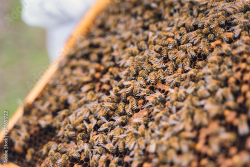 Close-up of bees working on their hive