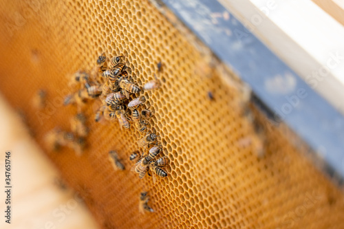 Honeybees working on their hive