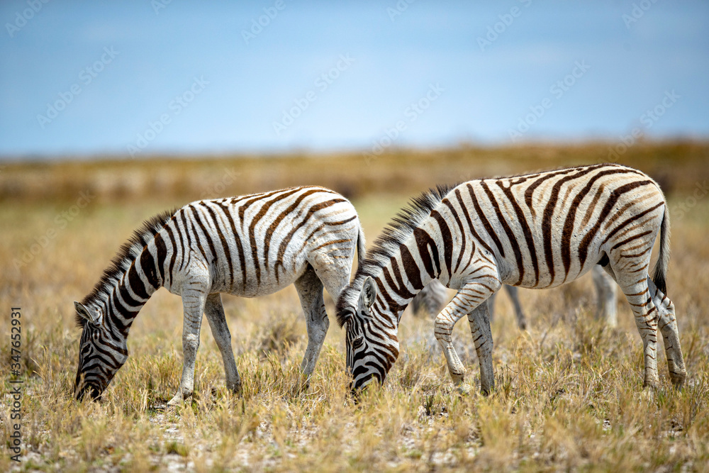 A zebra grazes in the grassy plains A zebra grazes in the grassy plains