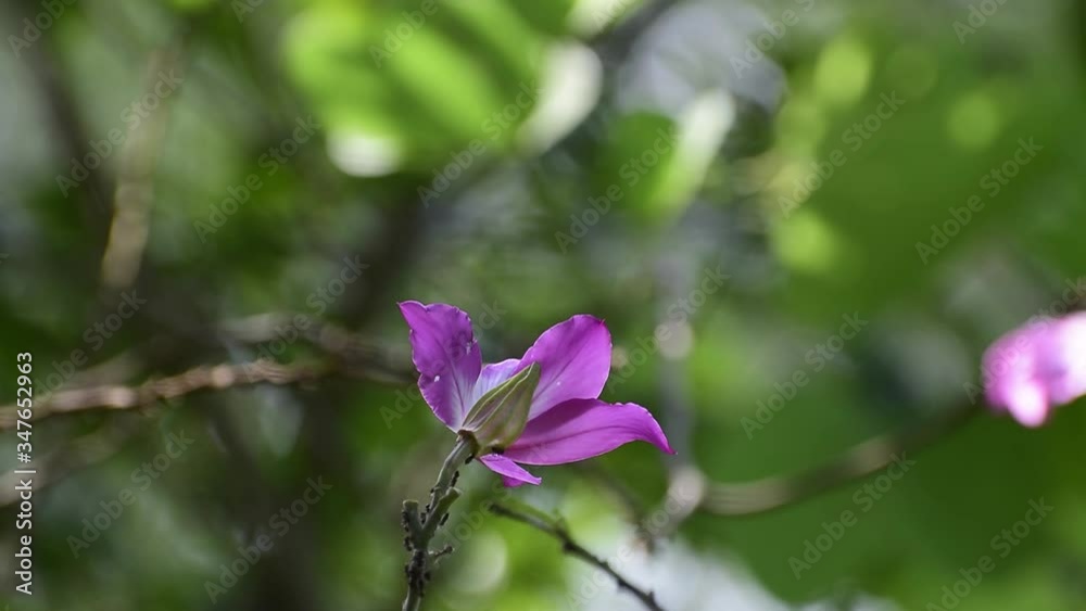 Flowers and leaves
That is natural Beautiful in the garden Looked fresh Flowers and leaves
That is natural Beautiful in the garden Looked fresh