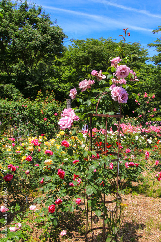 Wallpaper Mural もりやまバラハーブ園 Torontodigital.ca