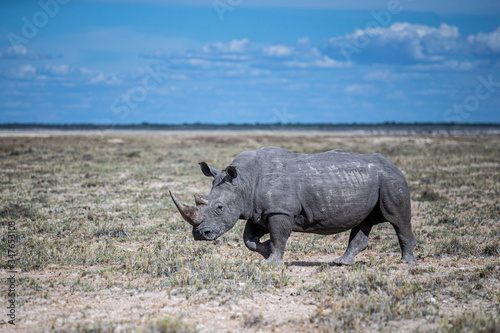 Rhinoceros in Etosha National Park