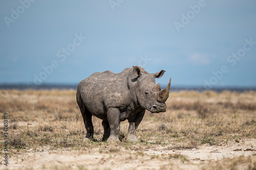 Rhinoceros in Etosha National Park