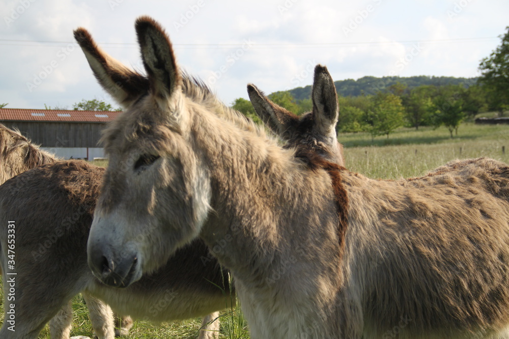 Adorable grey donkeys in the high grass meadow Adorable grey donkeys in the high grass meadow