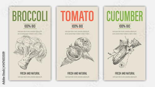 Set of template for branding, cover package, banner, card, label with broccoli, tomato and cucumber in retro vintage hand drawn or sketche style. Modern background. Vector illustration