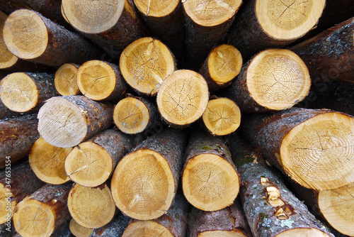 wood stack timber woodpile trunk side view circle pattern forest industry