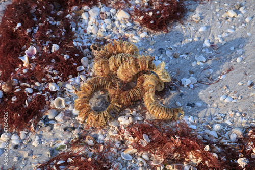 Принти на полотні Egg cases of the lightning whelk Busycon contrarium, a large sea snail