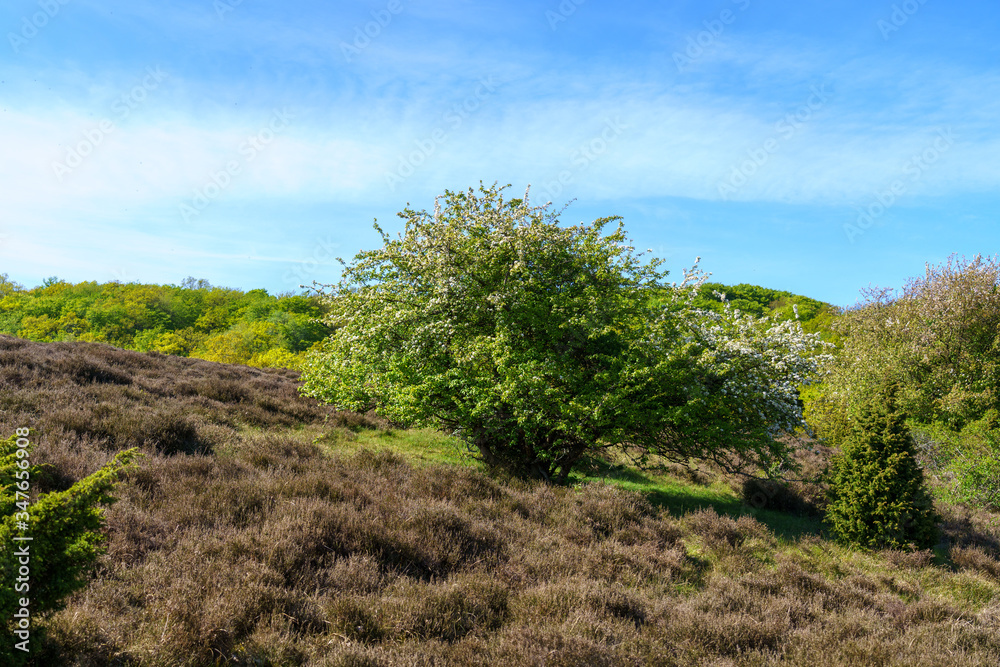 Beautiful natural surroundings at Stenhuvud national park in Simrishamn, Sweden. Beautiful natural surroundings at Stenhuvud national park in Simrishamn, Sweden.