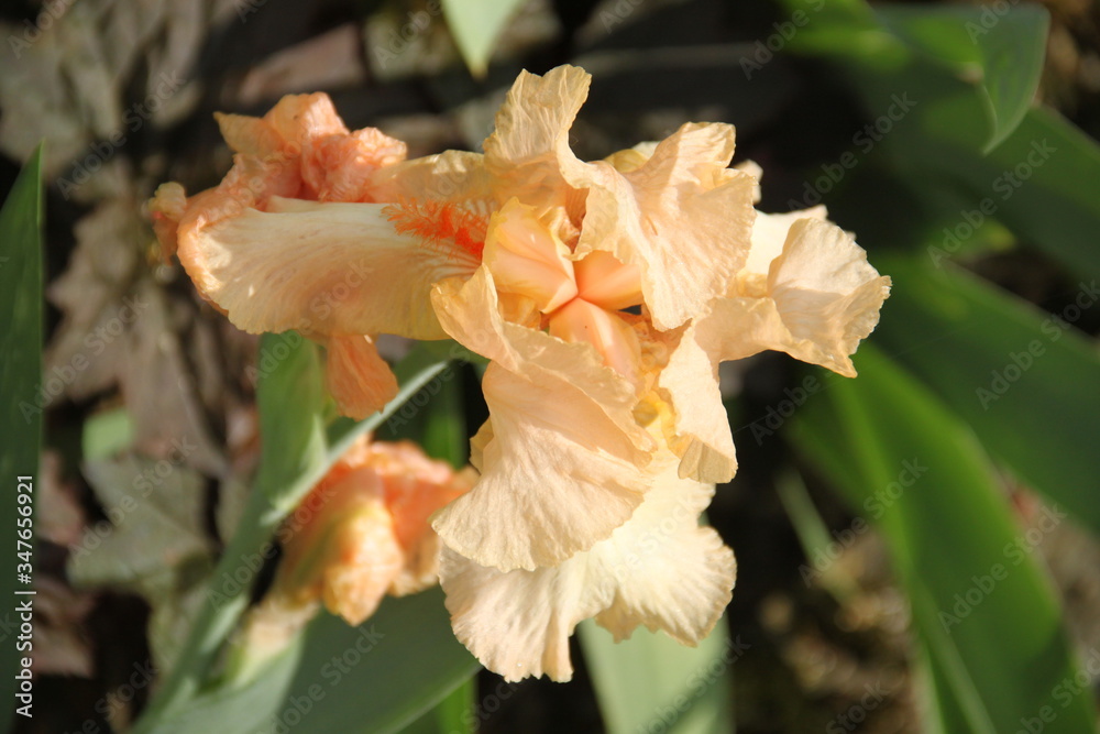 Salmon orange pastel iris spring flower Salmon orange pastel iris spring flower