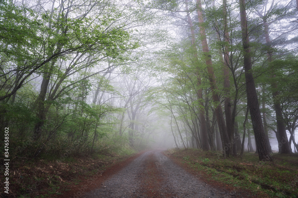 Fototapeta premium 霧がかった新緑の林道