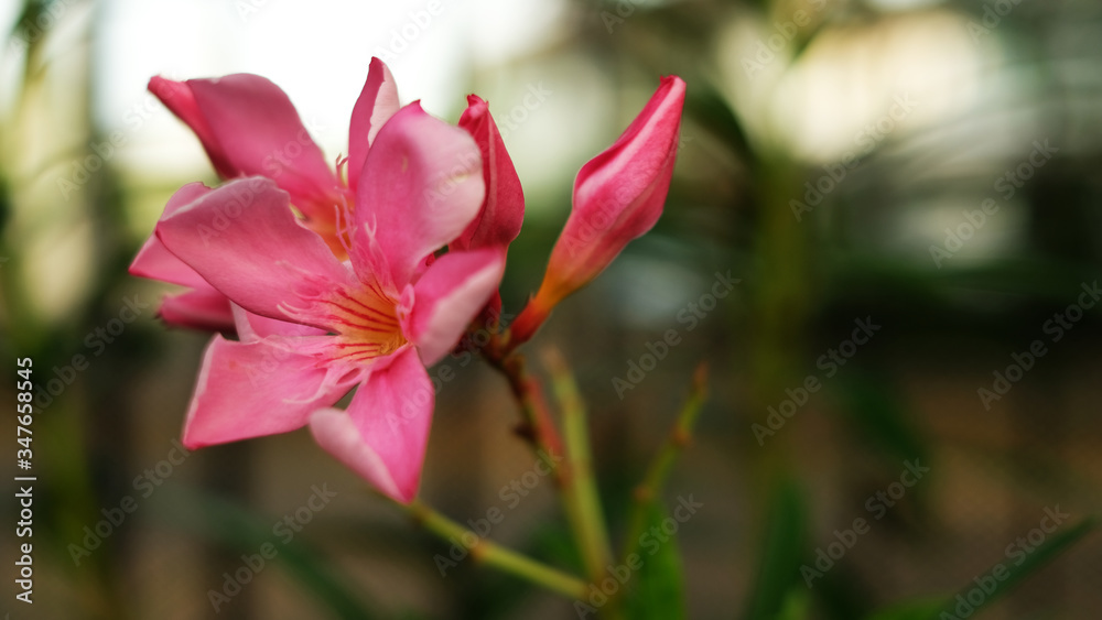 Pink flowers with yellow pollen on blur background