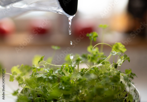 Green seedlings sprouts Watering photo