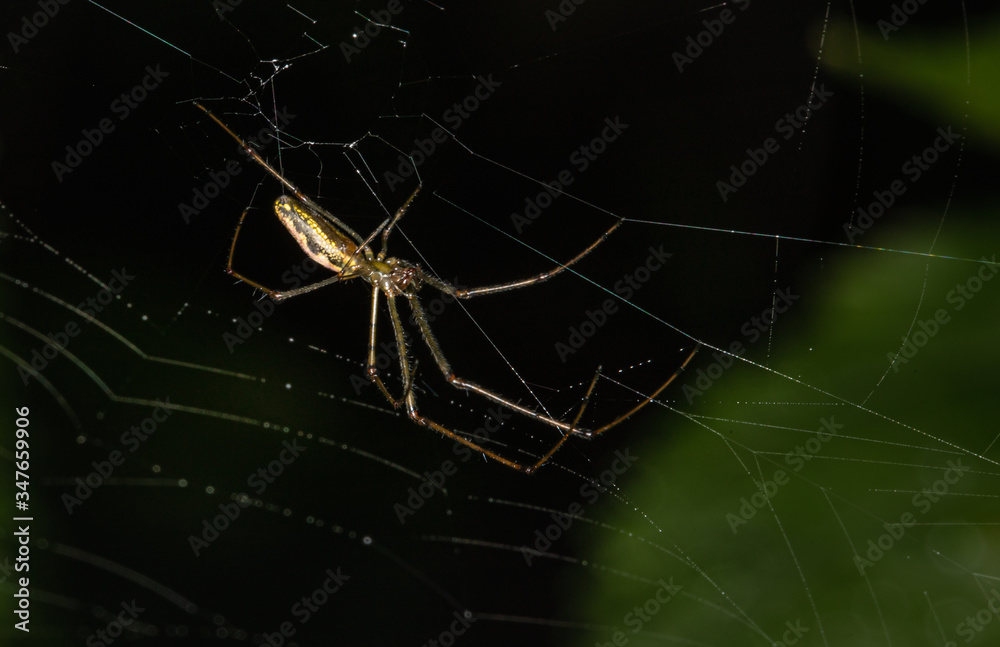 A long-jawed orbweaver spider on its web against a dark background A long-jawed orbweaver spider on its web against a dark background