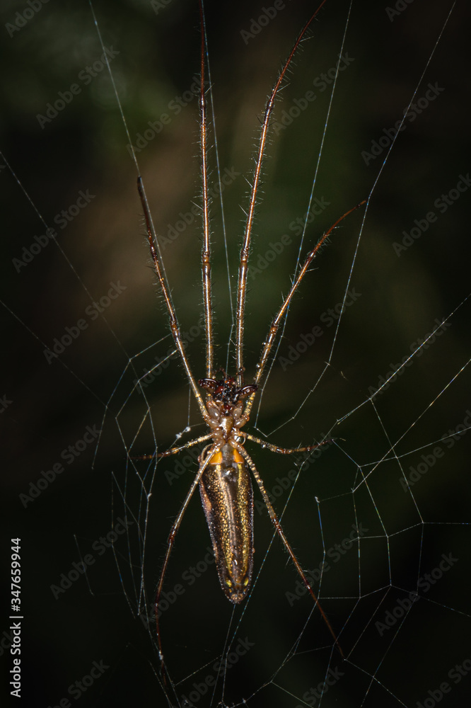 A long-jawed orbweaver spider on its web against a dark background A long-jawed orbweaver spider on its web against a dark background