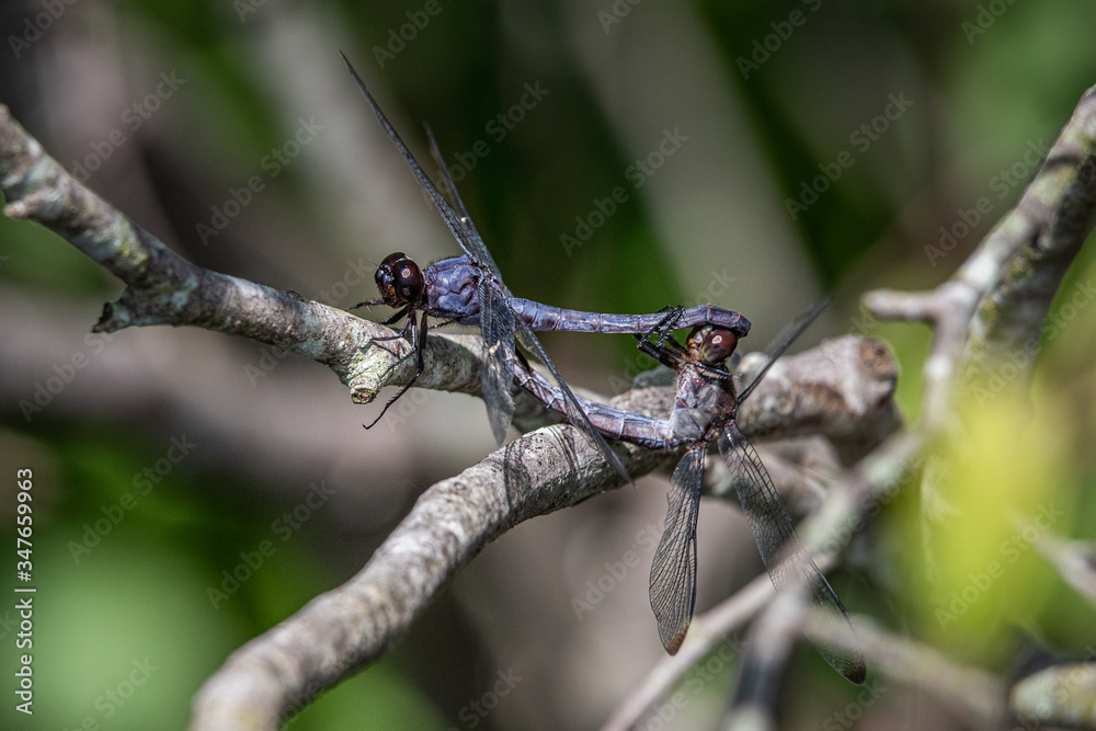 Two slaty skimmer dragonflies apparently enjoying each other's company Two slaty skimmer dragonflies apparently enjoying each other's company
