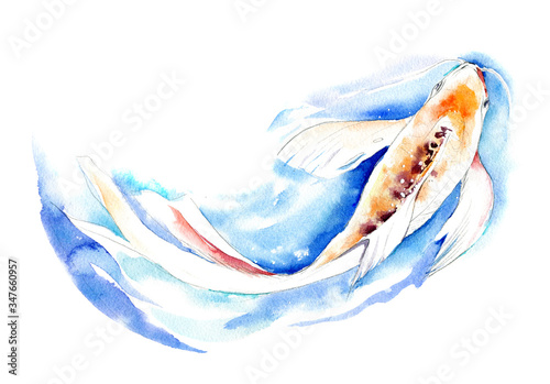 Canvas Print Hand drawn watercolor illustration of Koi Carp fish on white background