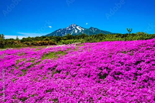 利尻島の春の風景
