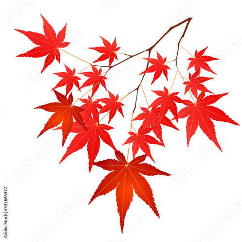  紅葉　秋　木　アイコン
