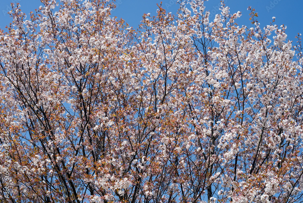 花が咲いた山桜の木のアップ