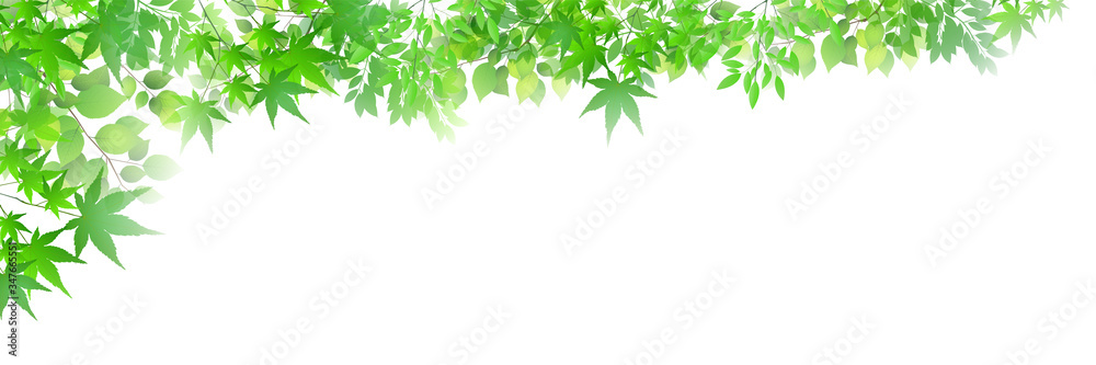 新緑　葉　植物　背景