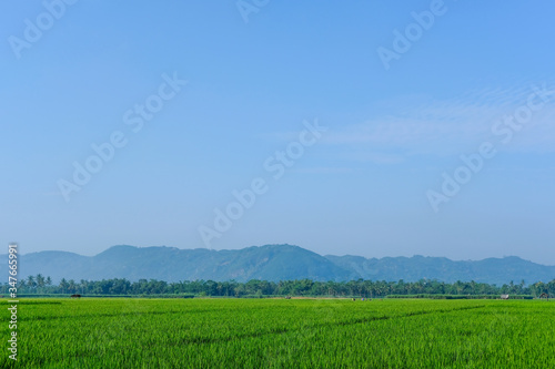 farm fields green rice nature farm blue sky background © alfanovia