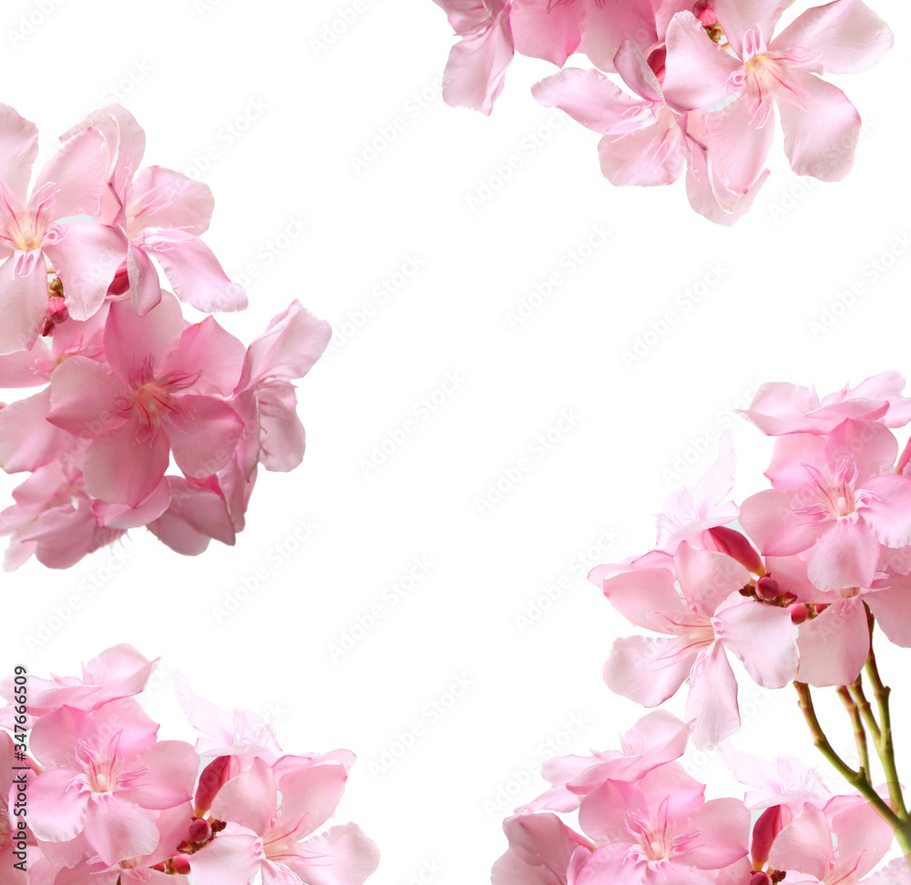 Collection of Oleander flowers for placing the product in the middle