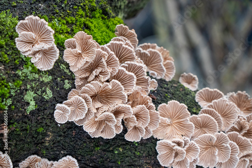 Split gill (Schizophyllum commune) mushrooms growing on a tree branch photo